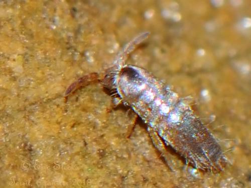 Lepidocyrtus curvicollis