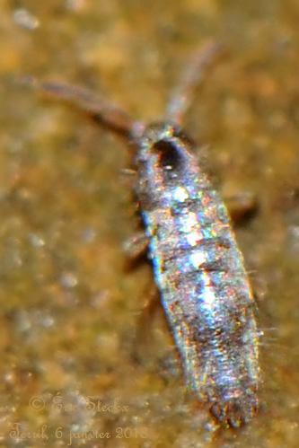 Lepidocyrtus curvicollis