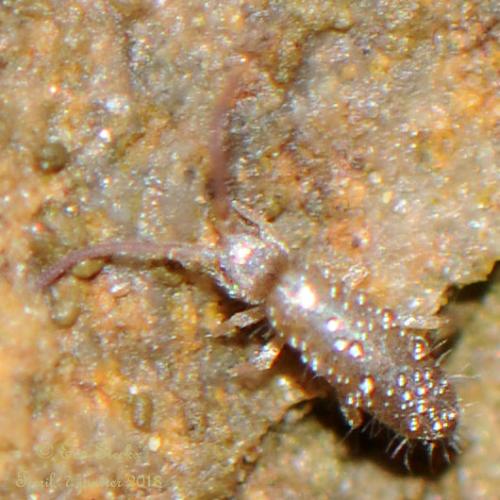Tomocerus minor