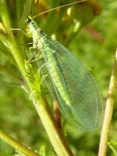 Réf. 198 583 : Chrysopa walkeri