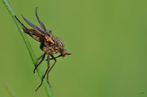 Empis tessellata