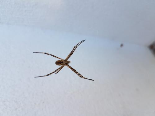 Réf. 198 447 : Argiope trifasciata