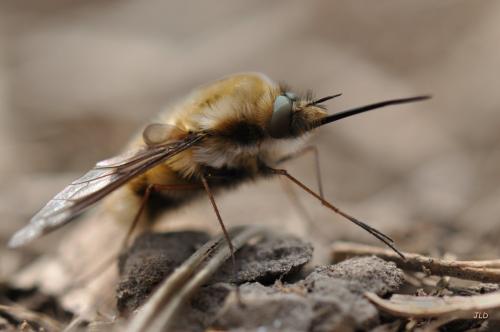 Bombylius major