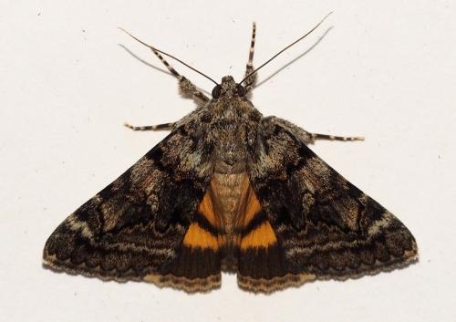 Catocala nymphagoga