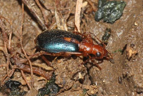 Brachinus sclopeta