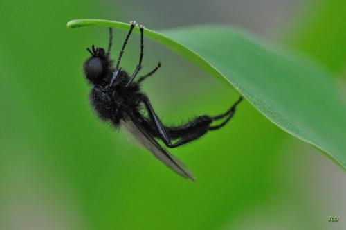 Bibio marci