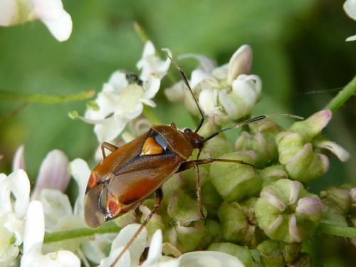 Réf. 198 567 : Deraeocoris ruber