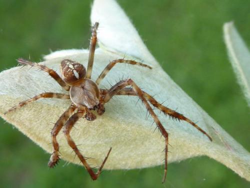 Araneus diadematus