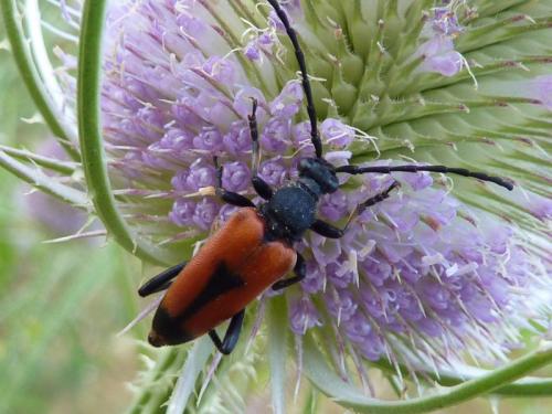 Stictoleptura cordigera