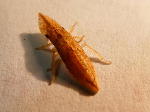 Réf. 198 418 : Platyledra acuminata