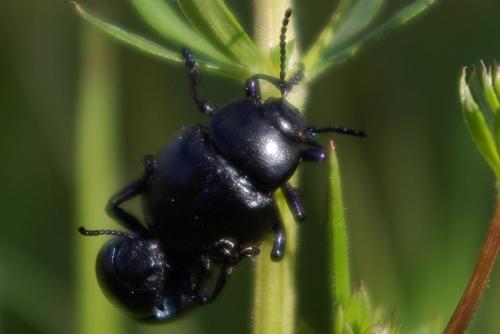 Timarcha goettingensis