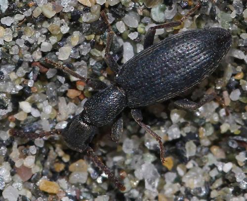 Stenosis sp.
