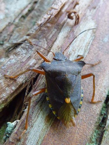 Réf. 198 562 : Pentatoma rufipes