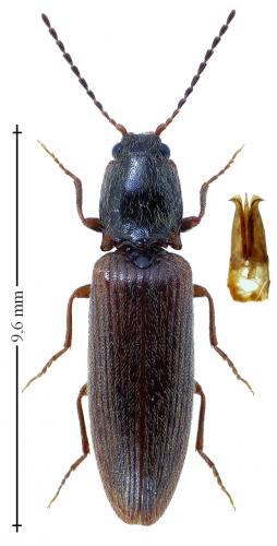 Athous subfuscus