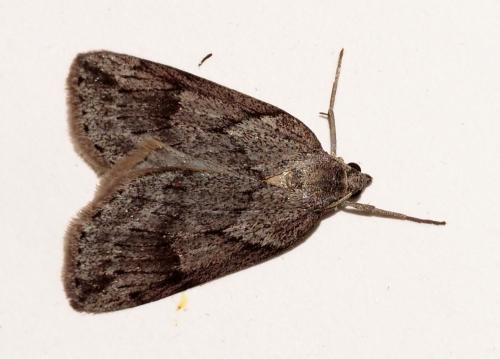 Pachycnemia hippocastanaria