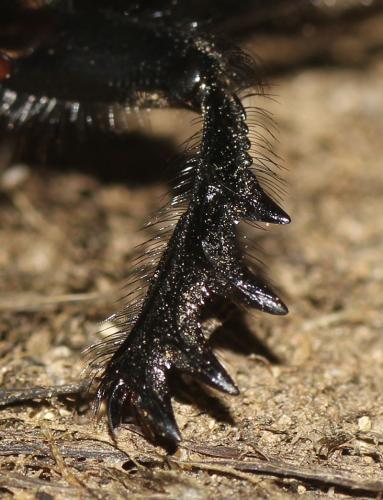 Scarabaeus typhon