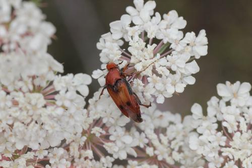 Réf. 198 704 : Macrosiagon bimaculata