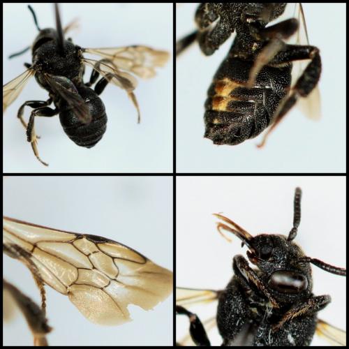 Biastes brevicornis