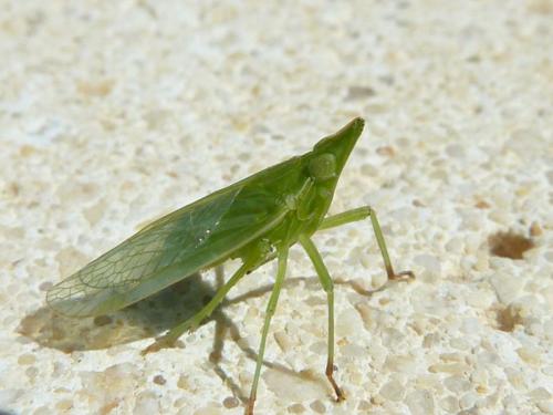 Dictyophara europaea