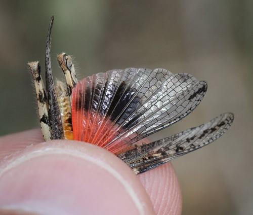 Réf. 198 801 : Acrotylus insubricus braudi