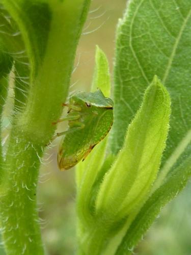 Réf. 198 572 : Stictocephala bisonia