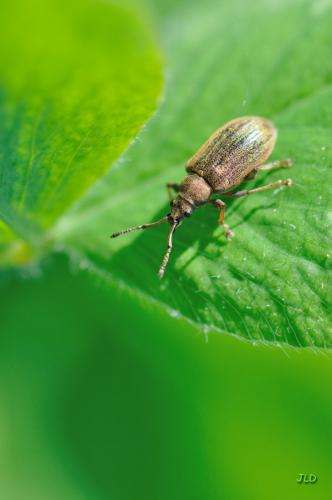 Réf. 198 540 : Phyllobius pyri