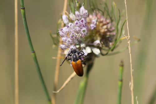 Stictoleptura fulva
