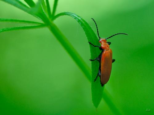 Réf. 198 532 : Pyrochroa serraticornis