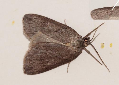 Pachycnemia hippocastanaria