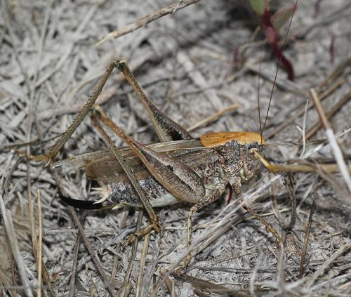 Réf. 198 797 : Platycleis intermedia