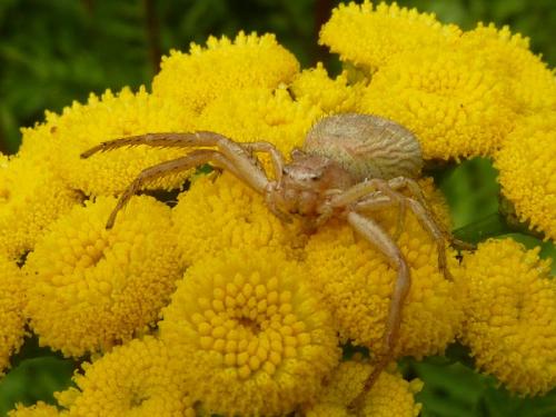 Xysticus sp.