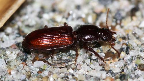 Clivina sp.