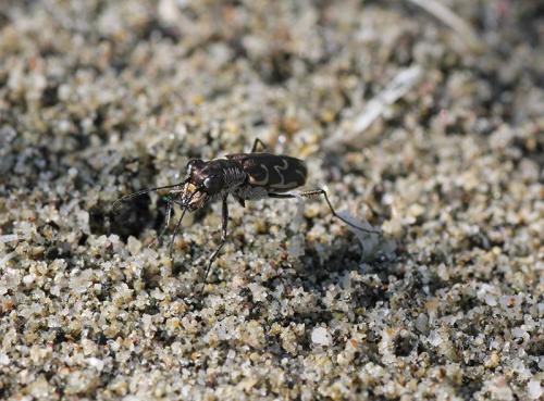 Cylindera trisignata