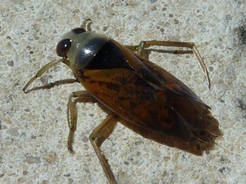 Notonecta sp.