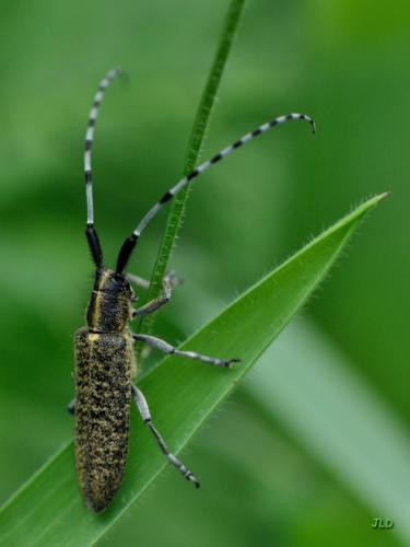 Agapanthia villosoviridescens