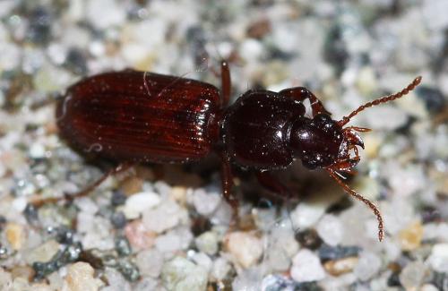 Clivina sp.