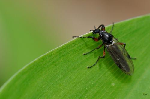 Réf. 198 494 : Bibio sp.
