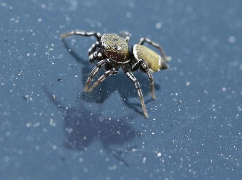 Heliophanus tribulosus