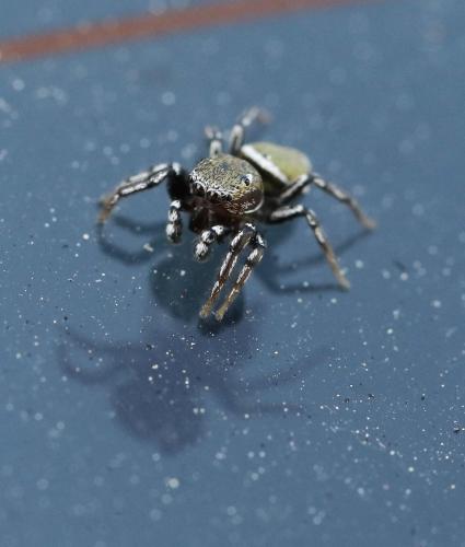 Réf. 198 239 : Heliophanus tribulosus