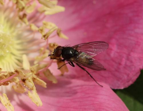 Thricops semicinereus