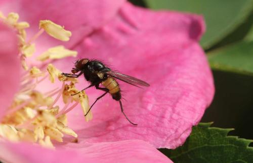 Thricops semicinereus