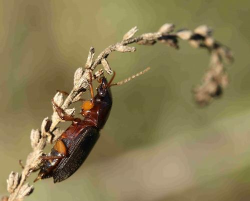 Pseudoophonus rufipes