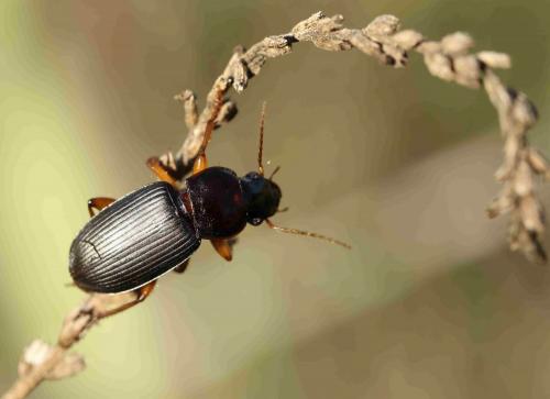 Pseudoophonus rufipes