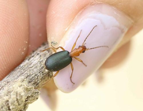 Brachinus sp.