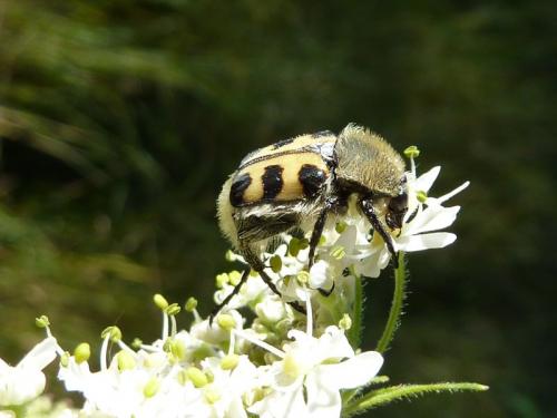 Réf. 198 564 : Trichius sp.