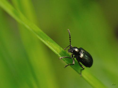 Réf. 198 547 : Oulema sp.