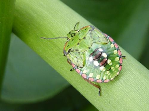 Réf. 198 565 : Nezara viridula