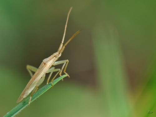 Stenodema sp.