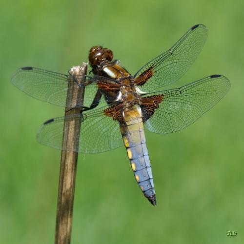 Réf. 198 523 : Libellula depressa