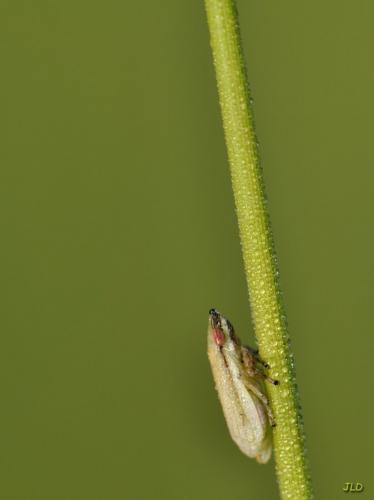 Neophilaenus sp.
